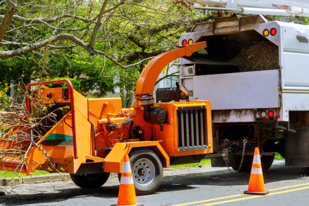 The Steps Involved in Our Tree Care Process in Northfield, MN